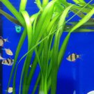 Giant Jungle Val Bundle Vallisneria Gigantea Freshwater Stem Live Aquarium Plant