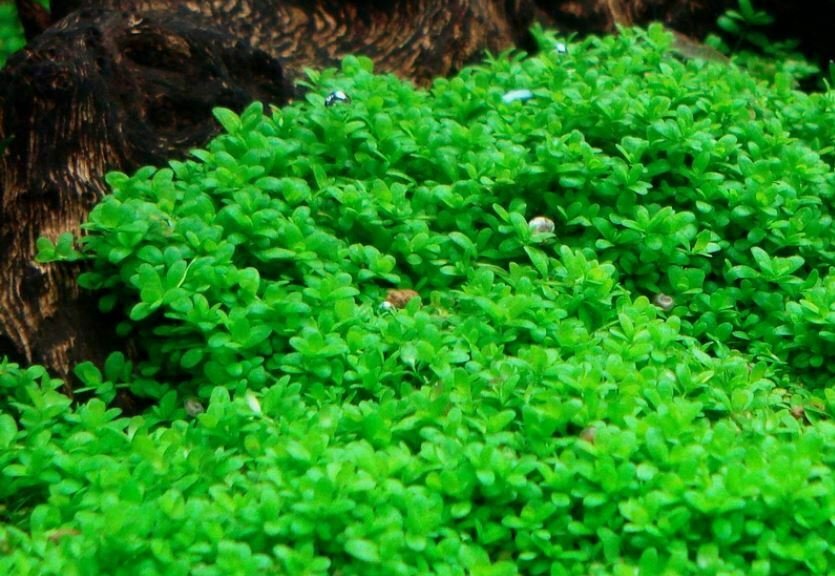 3x Dwarf Baby Tears Hemianthus Callitrichoides Tissue Culture Aquarium Plants