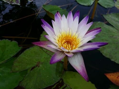 Nymphaea Purple Joy Tropical Water Lily Tuber Live Aquatic Pond Plants Bulb Rare