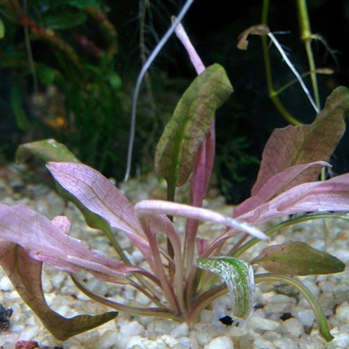 Cryptocoryne Flamingo Pink Mini Tissue Culture Live Aquarium Plant Crypt Wendtii