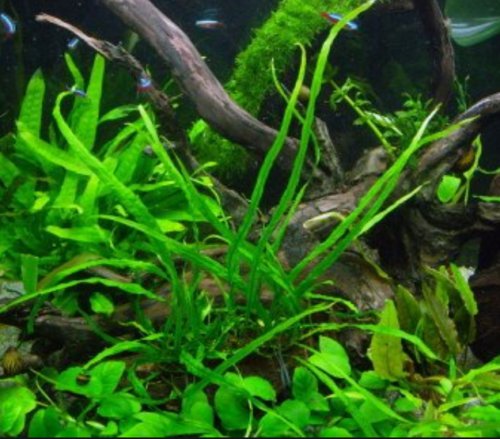 Java Fern Narrow Leaf 2" Pot | Microsorum Pteropus Low Light Live Aquarium Plant
