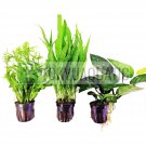 Java Fern Windelov Anubias 3 Pot Freshwater Live Aquatic Plant Snail Free Value