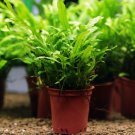 Java Fern Trident Microsorum Pteropus Pot Narrow Live Aquarium Plant Decoration