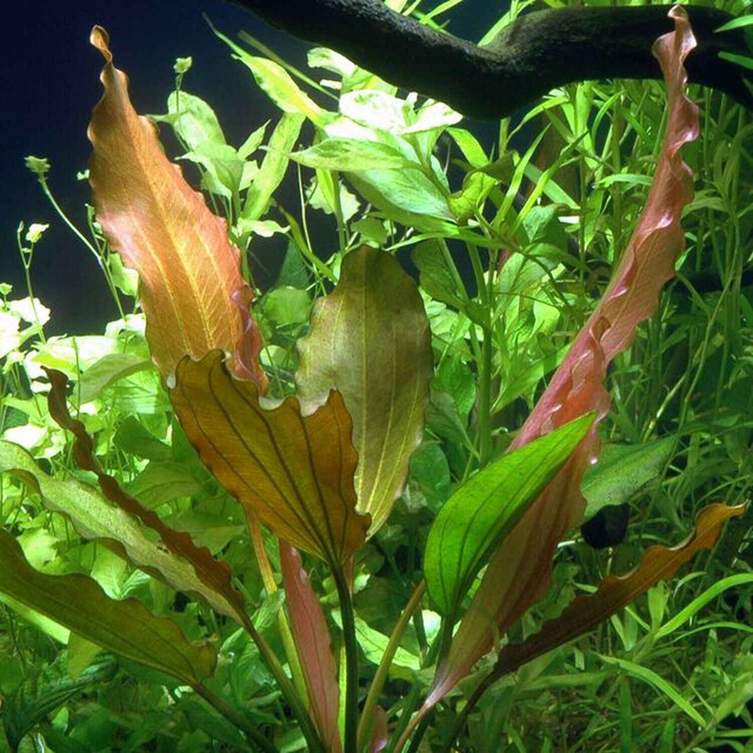 Echinodorus Rose Bundle Amazon Sword Freshwater Live Aquarium Plant Decorations