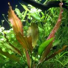 Echinodorus Rose Bundle Amazon Sword Freshwater Live Aquarium Plant Decorations