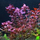 Ludwigia Palustris Red Bunch Live Aquarium Plant Repens Decoration Fish Tank Ada