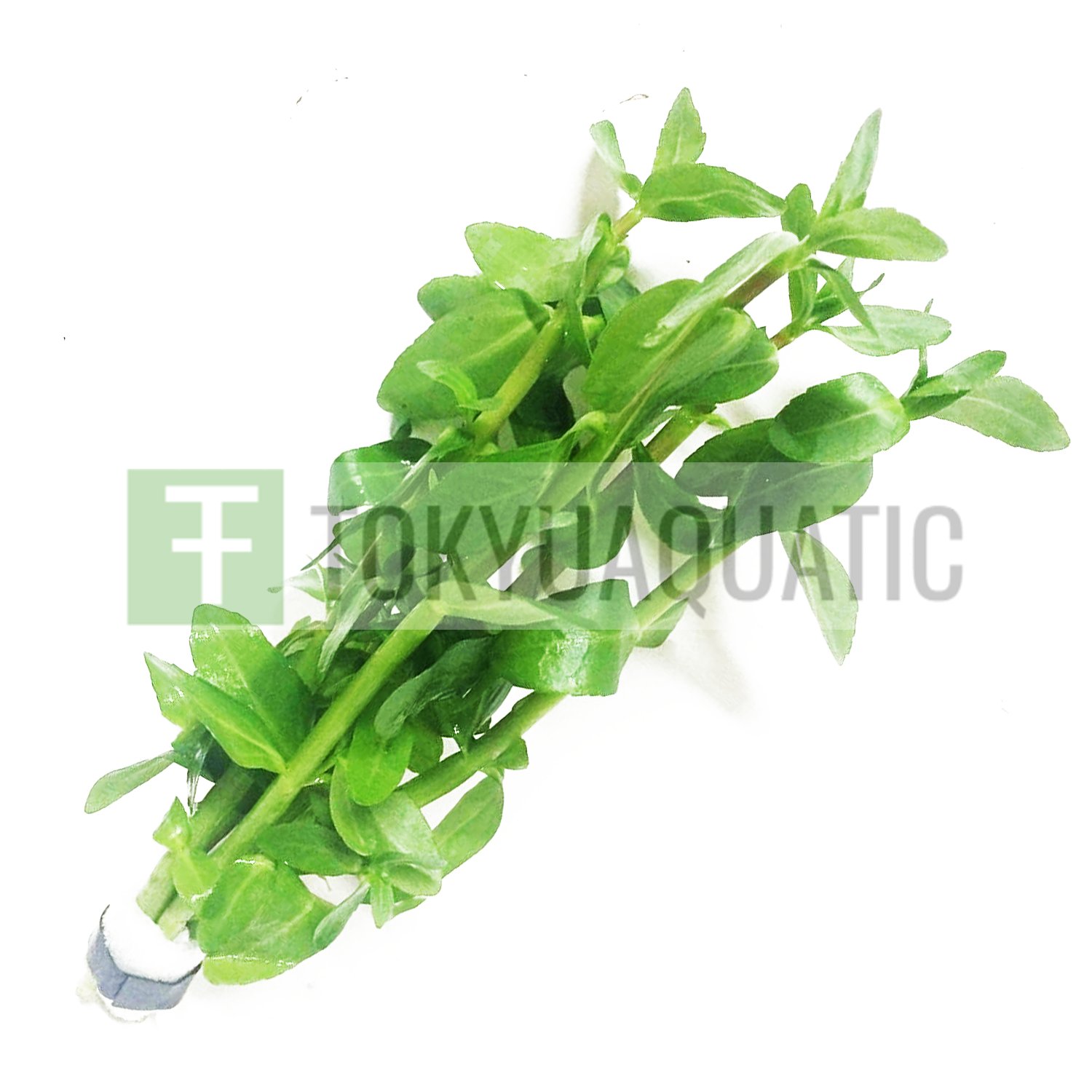 Bacopa Madagascariensis Bundle Freshwater Live Aquarium Plant Decorations Stems