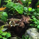 Anubias Nana & Minima on Driftwood Freshwater Live Aquarium Plant Decorations