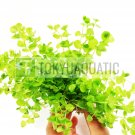 Giant Baby Tears Micranthemum Umbrosum Tropical Live Aquarium Aquatic Plants New
