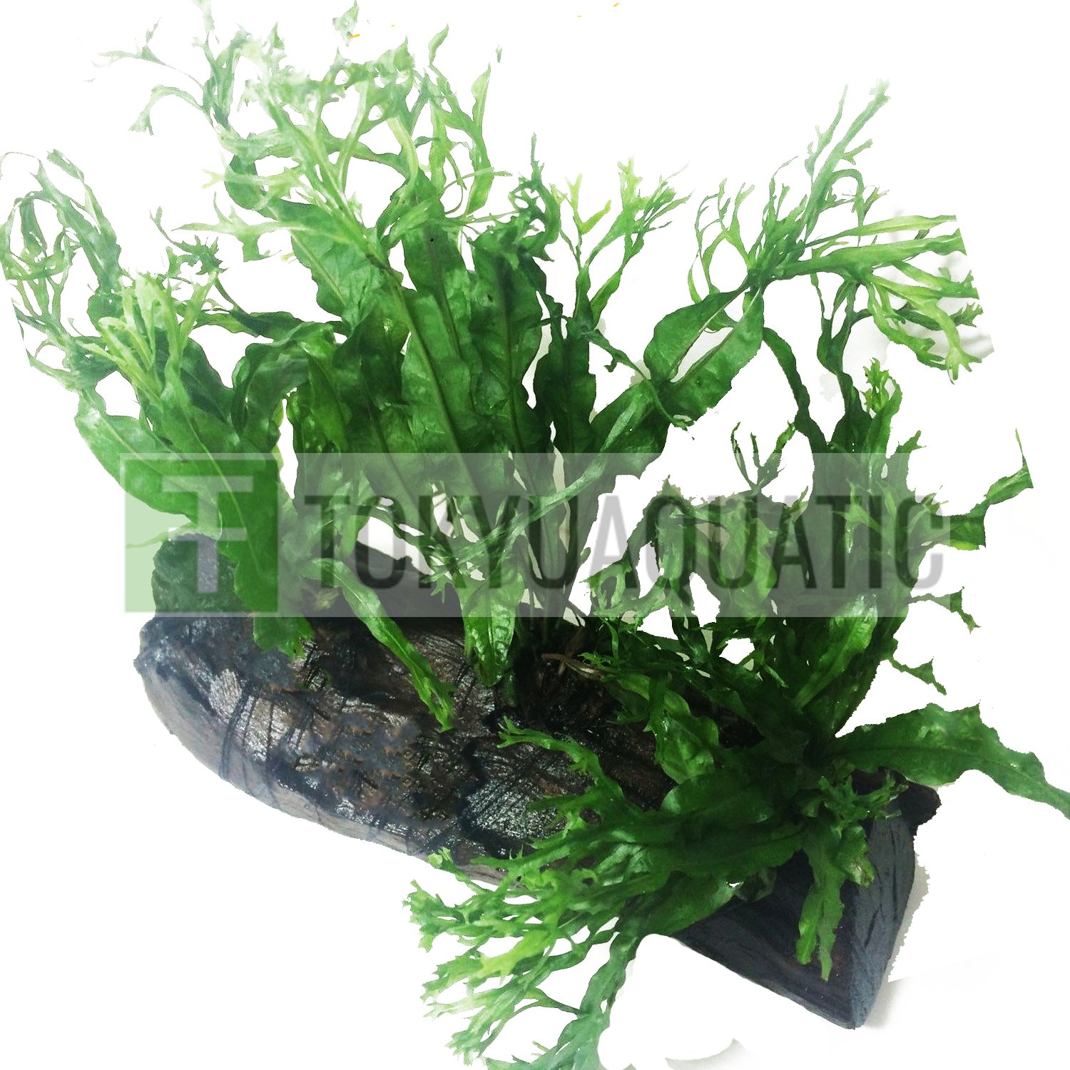 Microsorum Pteropus Windelov Java Fern Driftwood Freshwater Live Aquarium Plants