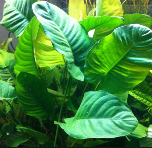 Anubias Barteri Wrinkle leaf XXL Potted Freshwater Live Aquarium Plant Beginner
