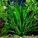 Echinodorus Amazonicus Potted Freshwater Live Aquarium Plant Decorations Rooted