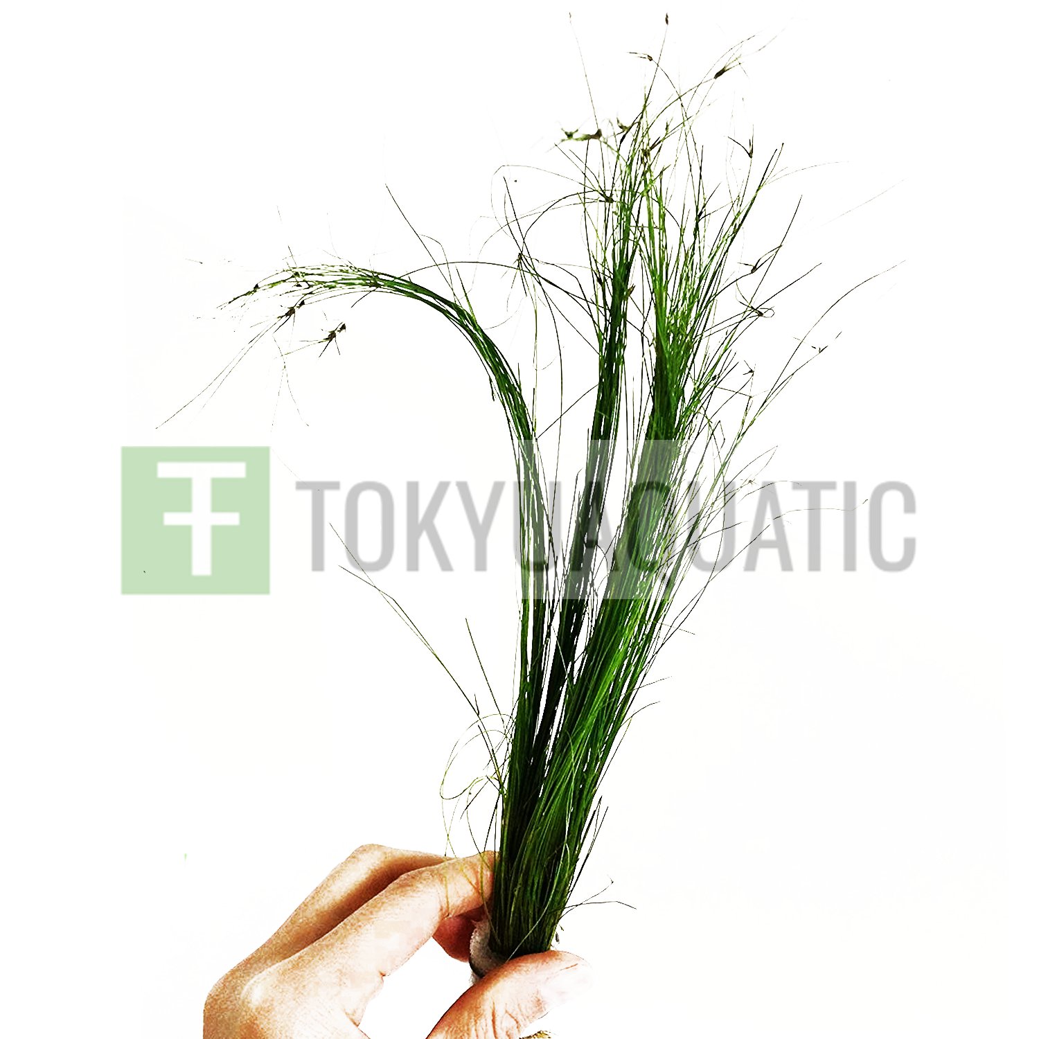Giant Hairgrass Long Stems Eleocharis Vivipara Bundle Live Aquarium Plants Easy