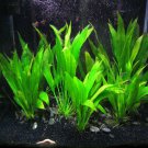 Echinodorus Americanus Potted Freshwater Live Aquarium Plant Decorations Rooted