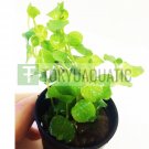 Lysimachia Nummularia Green Potted Freshwater Live Aquarium Plant Decorations