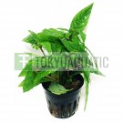 Staurogyne Repens Porto Velho Potted Freshwater Live Aquarium Plant Decorations