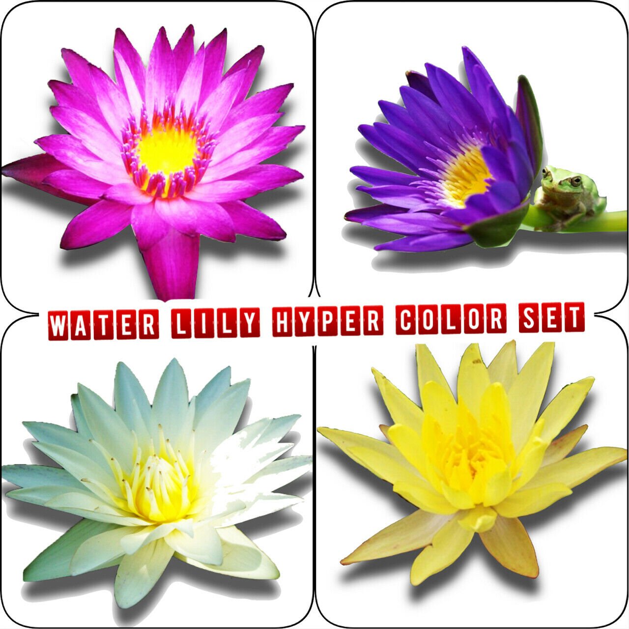 Live Water Lily Hyper Color Set Tuber Bulb Backyard Garden Pond Plant Decoration