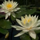 Nymphaea Inner Light Yellow Live Hardy Water Lily Tuber Pond Rhizome Plant Koi