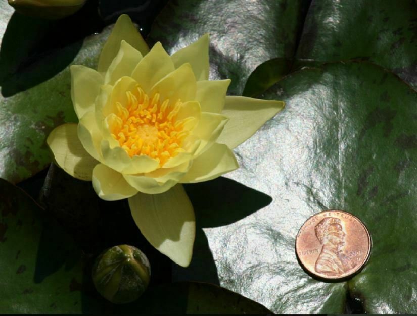 Nymphaea Helvola Dwarf Yellow Hardy Water Lily Tuber Live Pond Plant Petite Bulb