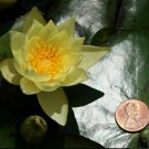 Nymphaea Helvola Dwarf Yellow Hardy Water Lily Tuber Live Pond Plant Petite Bulb