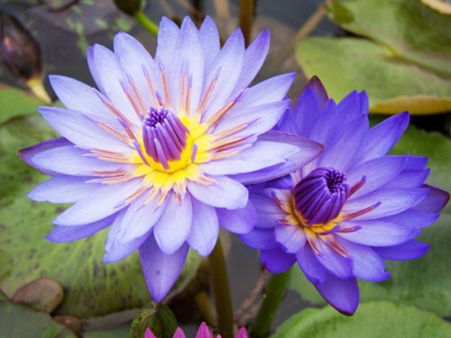 Nymphaea Sea Blue Tropical Water Lily Tuber Live Rhizome Garden Pond Plant Bulb