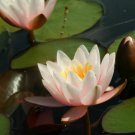 Nymphaea Marliacea Carnea Live Pink Hardy Water Lily Tuber Pond Plant Yard Koi