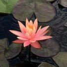 Nymphaea Prakaisad Pink Hardy Water Lily Tuber Live Pond Plant Aquatic Not Seed