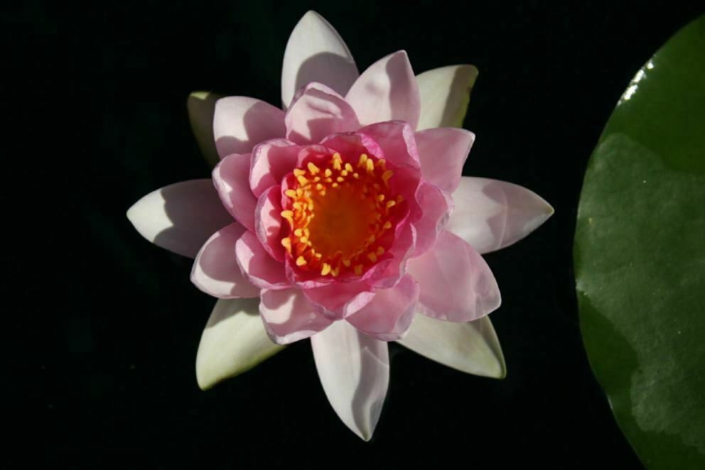 Nymphaea Sultan Red Hardy Water Lily Tuber Live Pond Plant Freshwater Not Seed