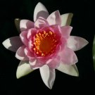 Nymphaea Sultan Red Hardy Water Lily Tuber Live Pond Plant Freshwater Not Seed
