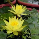 Nymphaea Mexicana Yellow Hardy Water Lily Tuber Live Pond Plant Freshwater Koi