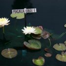 Nymphaea Mangkala Ubol Yellow Orange Hardy Water Lily Tuber Live Pond Plant Koi