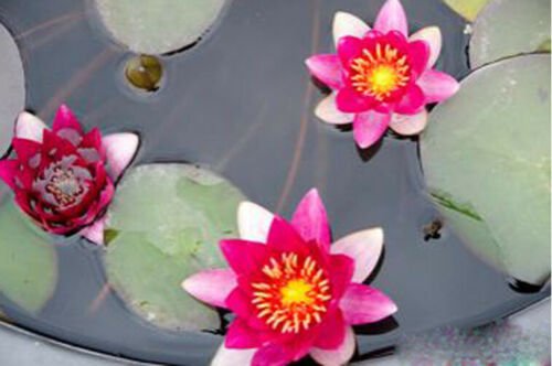 Nymphaea Gloriosa Red Hardy Water Lily Tuber Live Pond Plant Fresh Koi Not Seed
