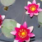 Nymphaea Gloriosa Red Hardy Water Lily Tuber Live Pond Plant Fresh Koi Not Seed