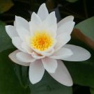 Nymphaea Gloriosa Red Hardy Water Lily Tuber Live Pond Plant Fresh Koi Not Seed