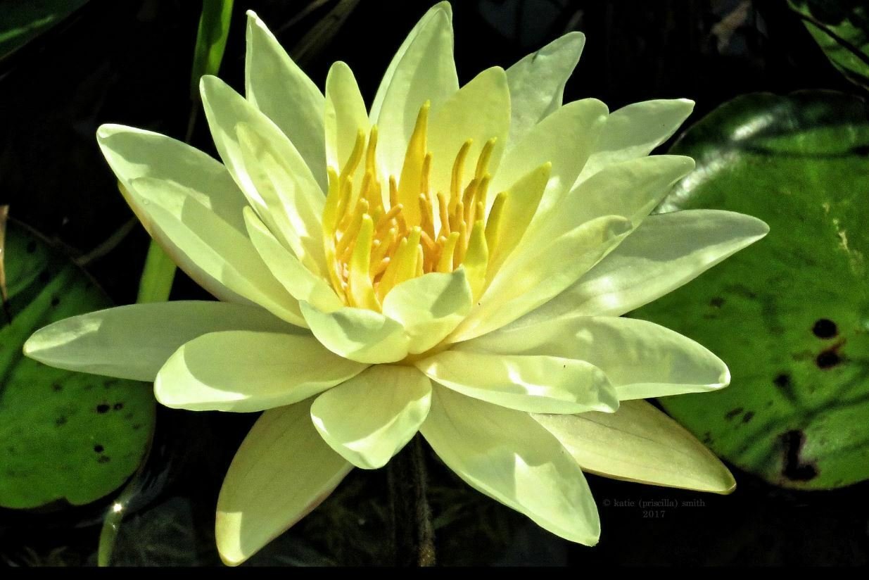Nymphaea Chromatella Yellow Hardy Water Lily Tuber Live Aquatic Pond Plant Koi