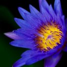 Nymphaea Thai Blue Tropical Freshwater Lily Tuber Live Rhizome Garden Pond Plant