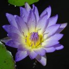 Nymphaea Dao Fah Blue Tropical Water Lily Tuber Live Aquatic Pond Plant Garden