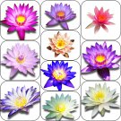 Random Select Nymphaea Tropical Live Water Lily Tuber Aquatic Pond Plant Flower