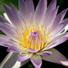 Nymphaea Hilary Lavender Petal Purple Tropical Water Lily Tuber Live Pond Plant