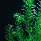 6x Elodea Densa Anacharis Live Aquarium Plants Decorations Fresh Water Aquatic