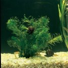 Anacharis Elodea Densa x9 Bundle Pack Live Aquarium Plant Freshwater Pond Koi