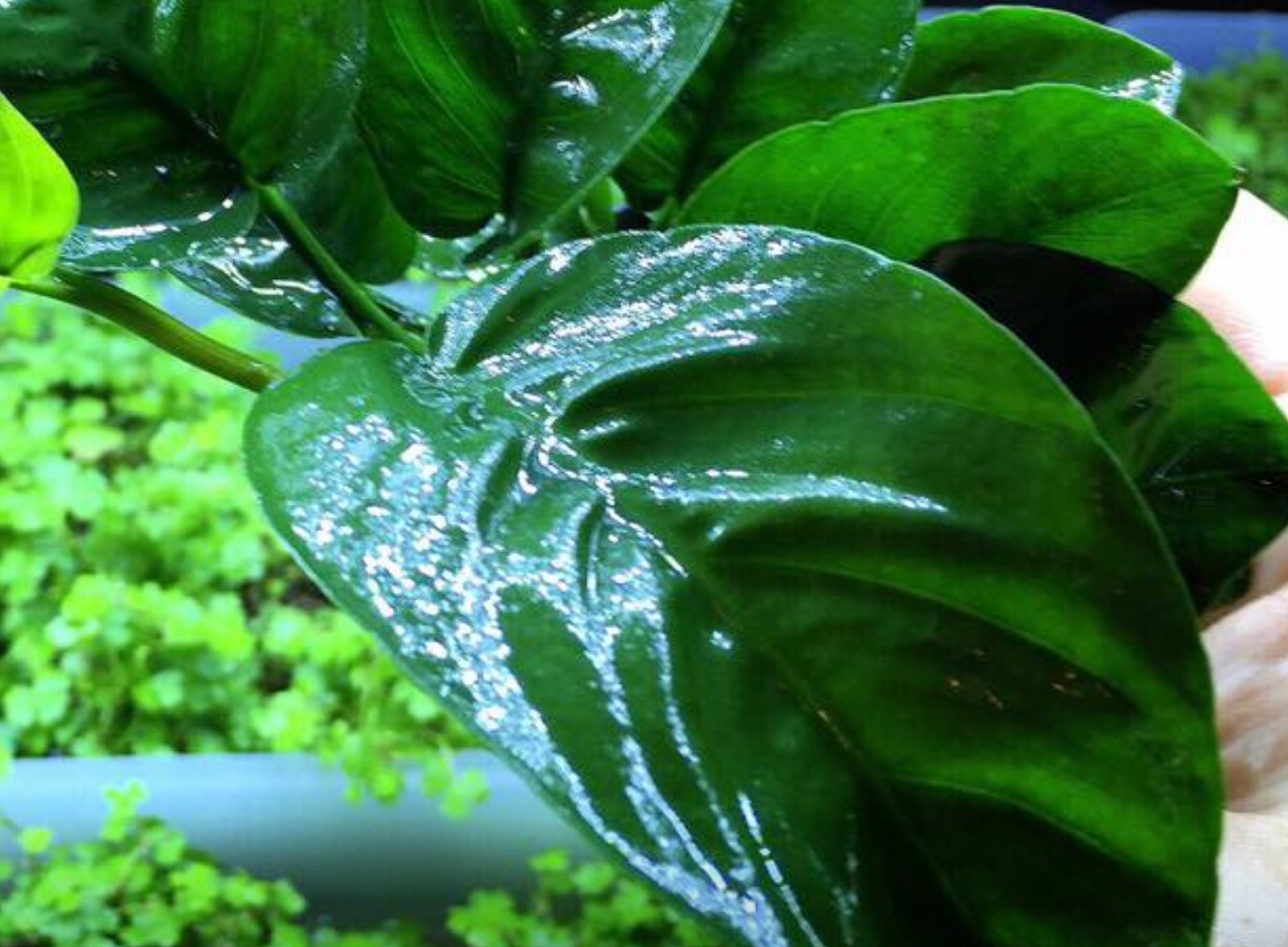 Anubias Barteri Butterfly on Driftwood Freshwater Tropical Live Aquarium Plant