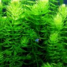 Hornwort 3-Bunch Stems Ceratophyllum Demersum Live Aquarium Plants Aquatic Pond