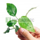 Anubias Nana Loose Tropical Freshwater Aquarium Live Plant Decoration Fish Tank