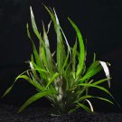 Hygrophila Angustifolia Bundle Tropical Aquarium Live Plant Decoration Fish Tank