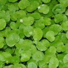 Pennywort | Hydrocotyle Leucocephala Bundle Live Aquarium Plant Decoration Tank