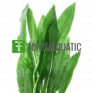 Echinodorus Amazonicus Bundle Tropical Freshwater Aquarium Live Plant Decoration