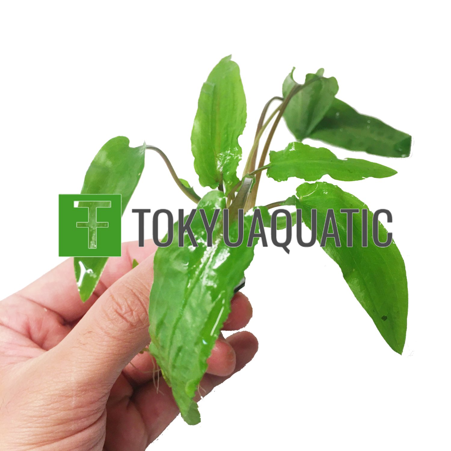 Cryptocoryne Wendtii Green Bundle Tropical Aquarium Live Plant Decoration Tank