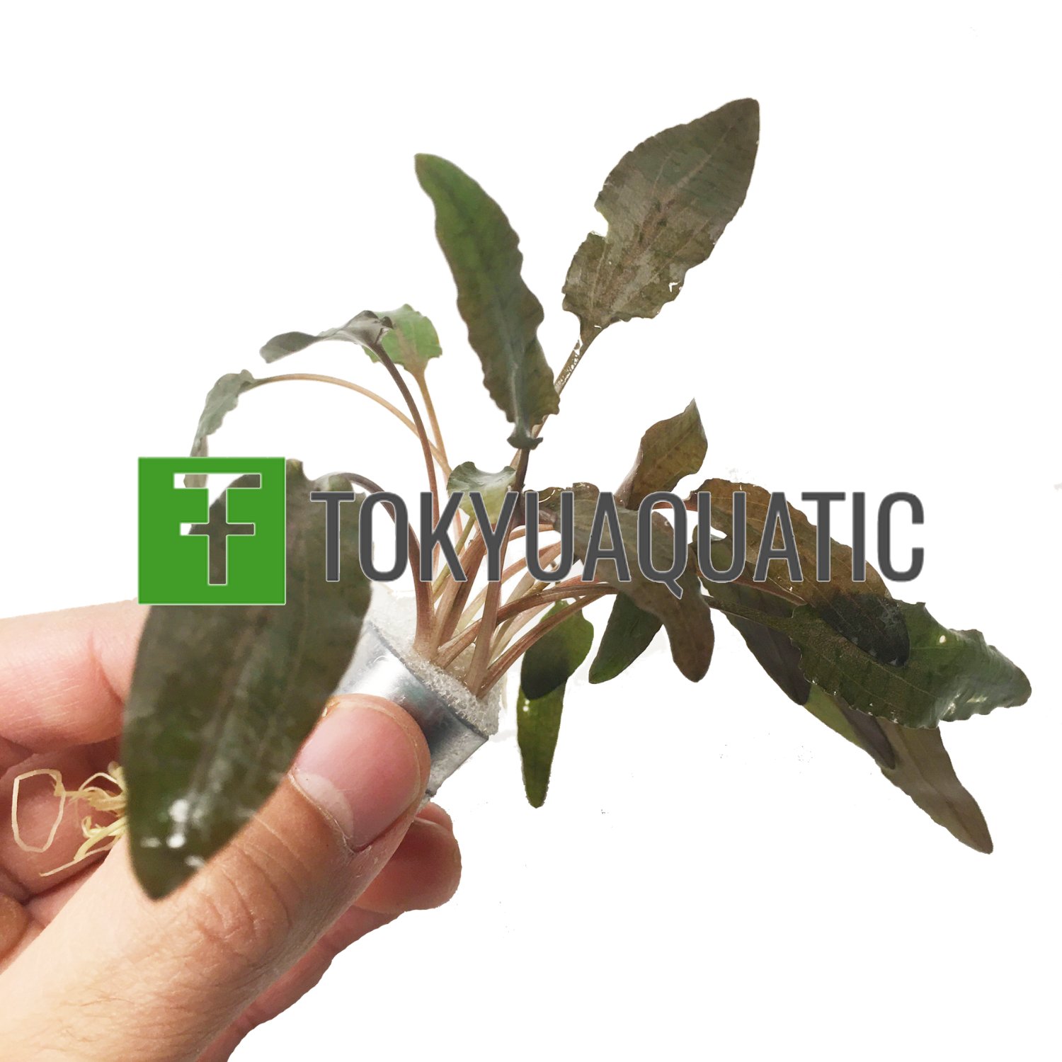 Cryptocoryne Wendtii Brown Bundle Tropical Aquarium Live Plant Decoration Tank