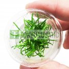 Cryptocoryne Parva in Nano Cup Freshwater Aquarium Live Plant Decoration Tank